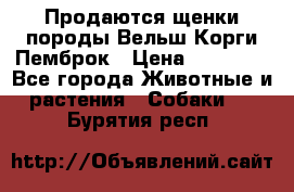 Продаются щенки породы Вельш Корги Пемброк › Цена ­ 40 000 - Все города Животные и растения » Собаки   . Бурятия респ.